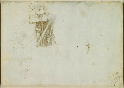 Leonardo da Vinci - RCIN 912609, Recto The neck