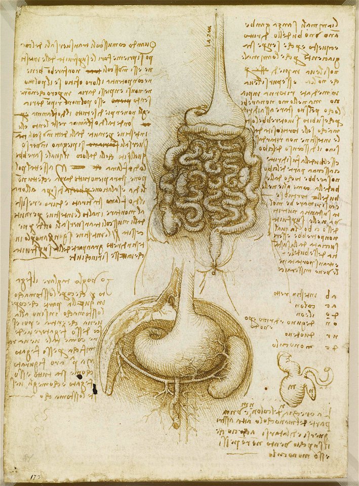 Leonardo da Vinci - RCIN 919031, Verso The gastrointestinal tract, and the stomach, liver and spleen c.1508