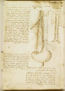Leonardo da Vinci - RCIN 919050, Verso The distribution of the right vagus and right phrenic nerves c.1508