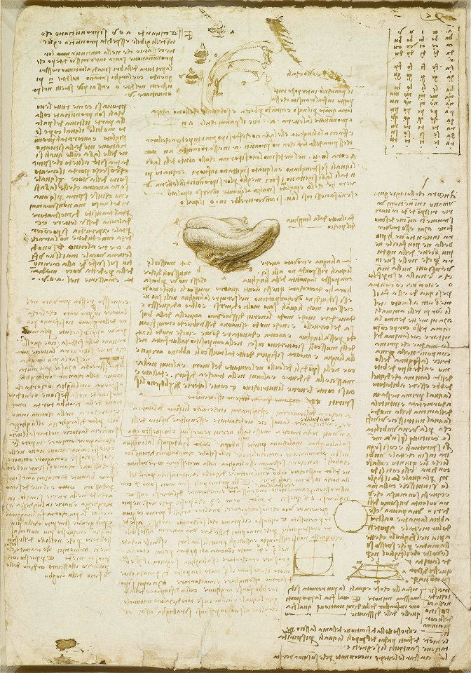 Leonardo da Vinci - RCIN 919115, Recto The tongue, and the production of the voice