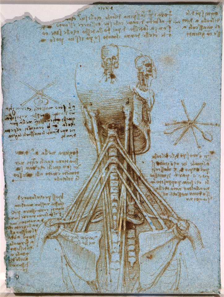 Leonardo da Vinci - RCIN 919075, The anatomy of the neck c. 1512-13