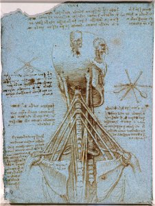 Leonardo da Vinci - RCIN 919075, The anatomy of the neck c. 1512-13