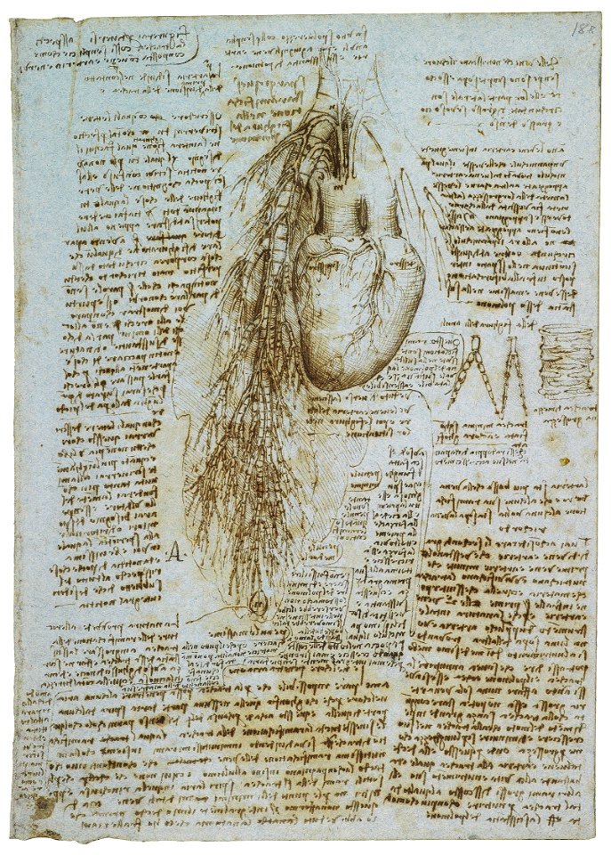 Leonardo da Vinci - RCIN 919071, Recto The heart, bronchi and bronchial vessels