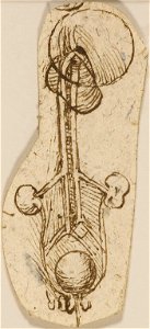 Leonardo da Vinci - RCIN 919125, A sketch of the kidneys, ureters and bladder c. 1515-16