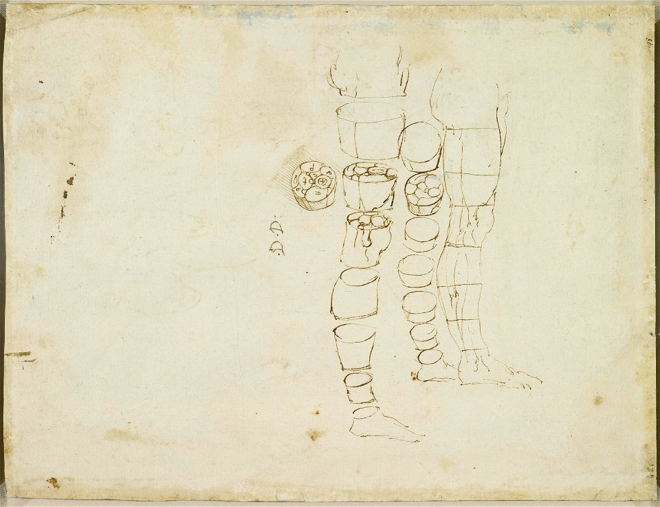 Leonardo da Vinci - RCIN 912627, Verso The leg sectioned c.1485-90