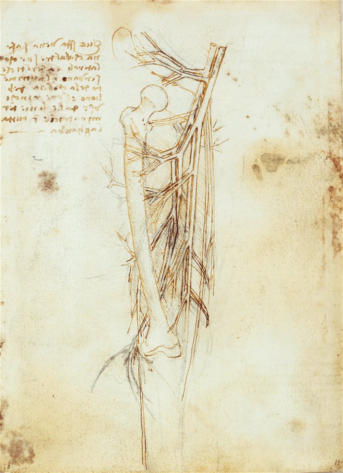 Leonardo da Vinci - RCIN 919025, Recto The vessels of the upper leg