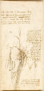 Leonardo da Vinci - RCIN 919113, The vessels of a man's left thigh c. 1508-10