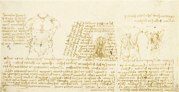 Leonardo da Vinci - RCIN 912636, Studies of the male torso, with notes c.1508-10