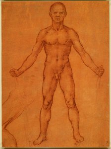 Leonardo da Vinci - RCIN 912593, A male nude, and a partial study of the left leg c.1504-6