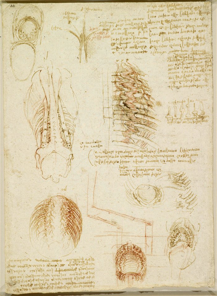 Leonardo da Vinci - RCIN 919108, Verso The thoracic and abdominal cavities of an ox c.1512-13