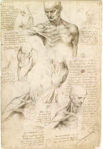 Leonardo da Vinci - Superficial anatomy of the shoulder and neck (recto) - Google Art Project