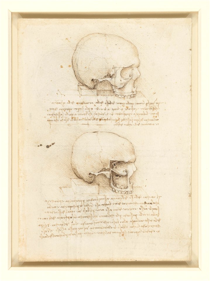 Leonardo da Vinci - RCIN 919057, Verso The cranium 1489