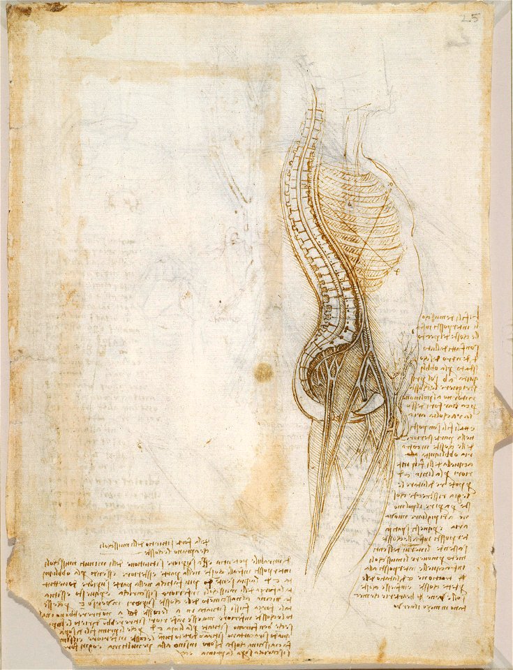Leonardo da Vinci - RCIN 919114, Recto Diagram of the spine, nerves, vessels, etc., and notes on the intercostal muscles
