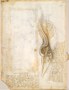 Leonardo da Vinci - RCIN 919114, Recto Diagram of the spine, nerves, vessels, etc., and notes on the intercostal muscles