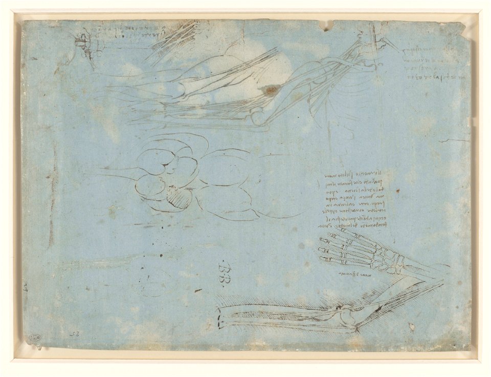 Leonardo da Vinci - RCIN 912613, Verso Studies of the nervous system c.1485-90