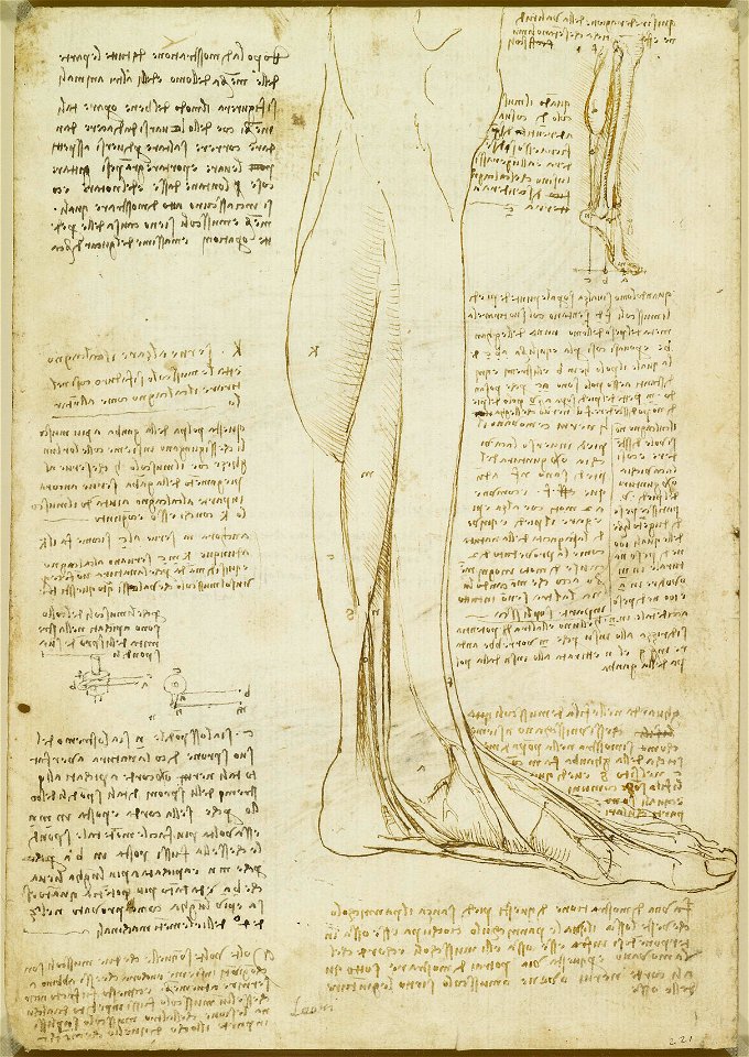 Leonardo da Vinci - RCIN 919010, Verso The muscles of the lower leg c.1510-11