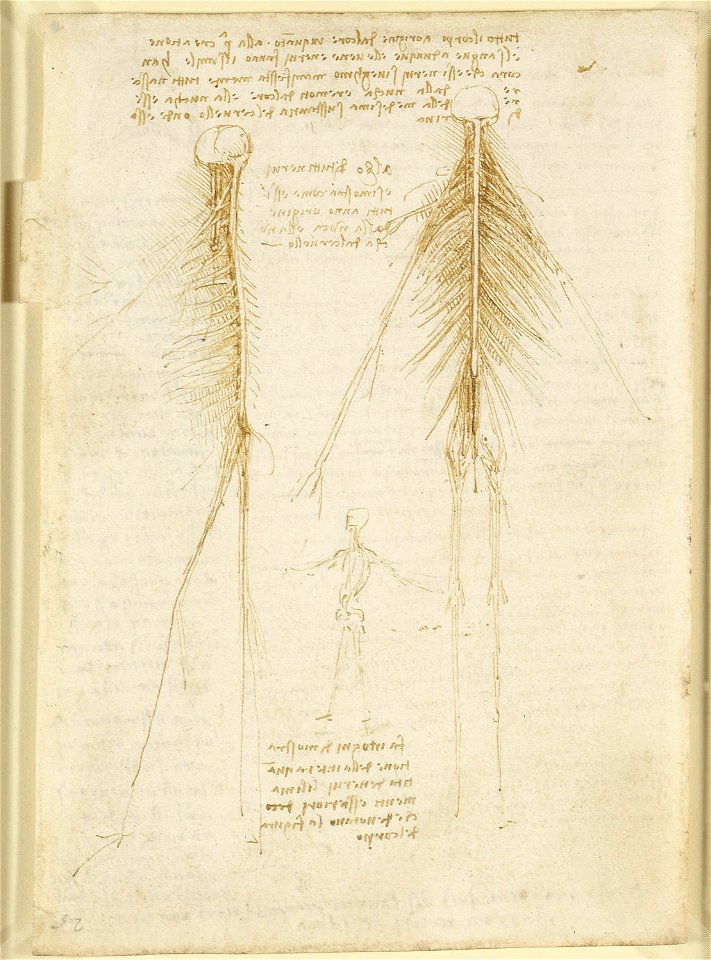 Leonardo da Vinci - RCIN 919034, Verso The nervous system c.1508 - Free ...