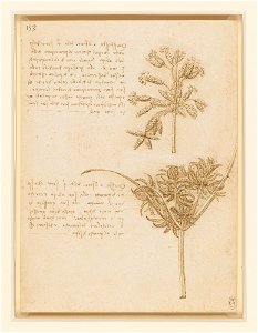 Leonardo da Vinci - RCIN 912427, Studies of two sedges c.1510-15