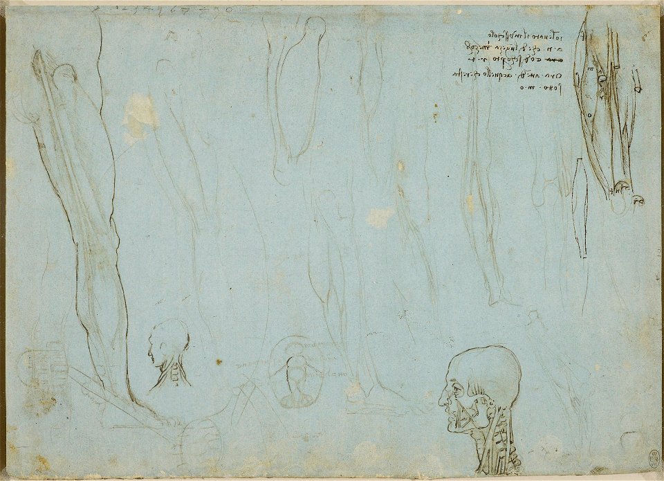 Leonardo da Vinci - RCIN 912626, The muscles and nerves of the leg and head c.1485-90