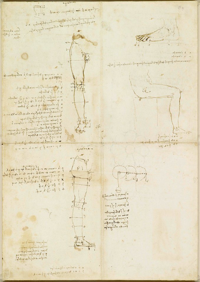 Leonardo da Vinci - RCIN 919136, Verso The proportions of the leg and foot c.1490