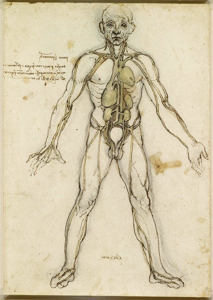 Leonardo da Vinci - RCIN 912597, The major organs and vessels c.1485-90