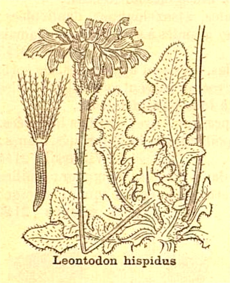 Leontodon hispidus ssp hispidus