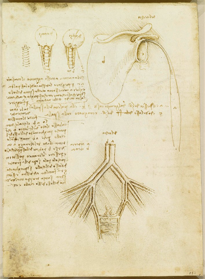 Leonardo da Vinci - RCIN 919049, Recto Studies of the scapular, neck, and pelvic vessels
