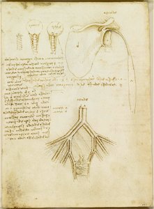 Leonardo da Vinci - RCIN 919049, Recto Studies of the scapular, neck, and pelvic vessels