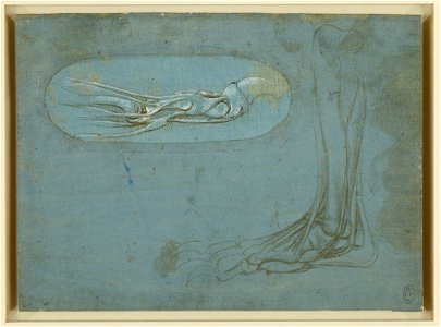 Leonardo da Vinci - RCIN 912373, Recto A bear's foot