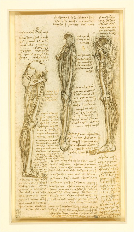 Leonardo da Vinci - RCIN 912619, Recto The bones and schematised muscles of the leg