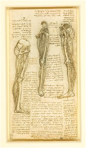 Leonardo da Vinci - RCIN 912619, Recto The bones and schematised muscles of the leg