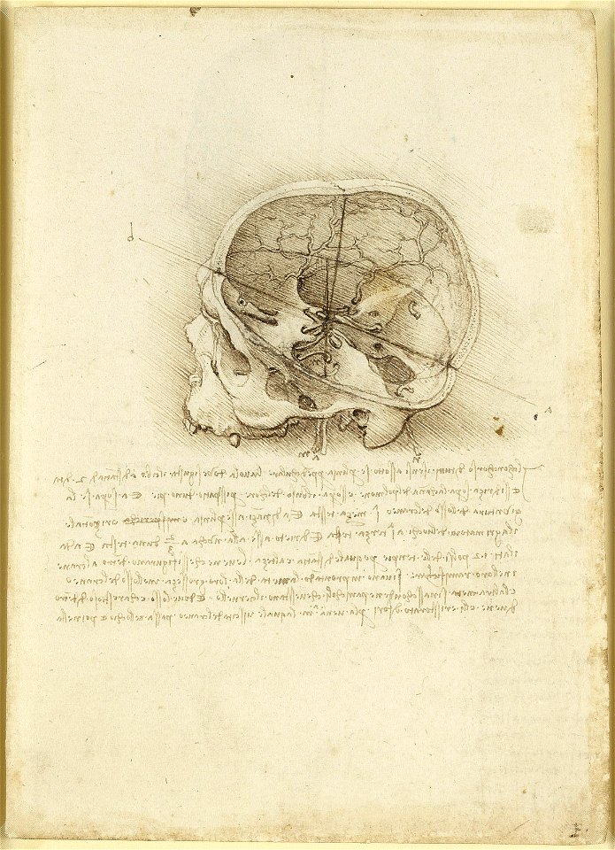 Leonardo da Vinci - RCIN 919058, Recto The cranium sectioned