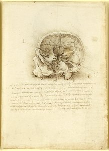 Leonardo da Vinci - RCIN 919058, Recto The cranium sectioned