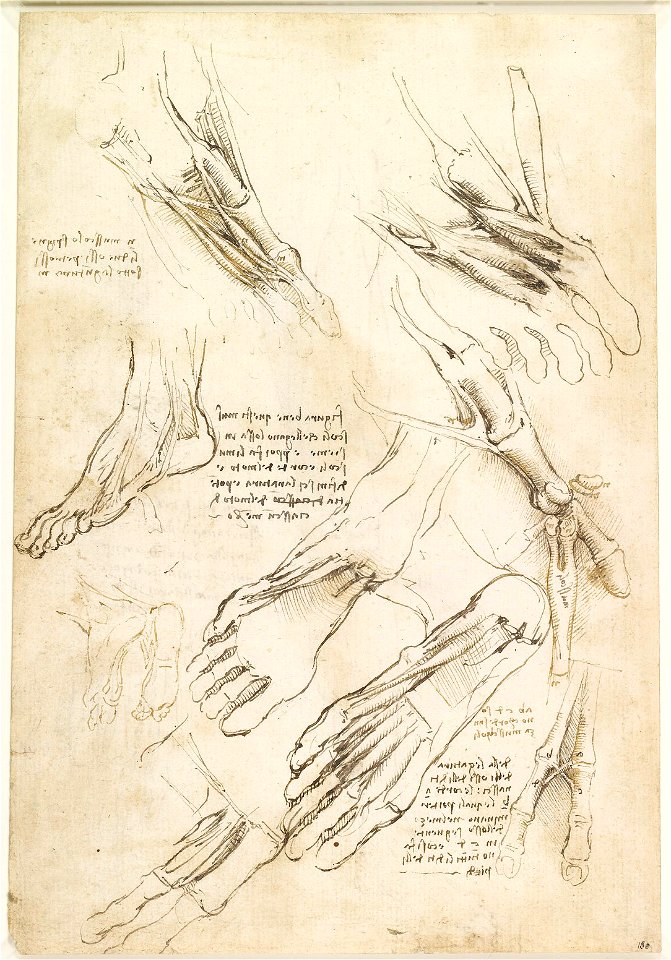 Leonardo da Vinci - RCIN 919006, Verso The muscles of the foot c.1510-11