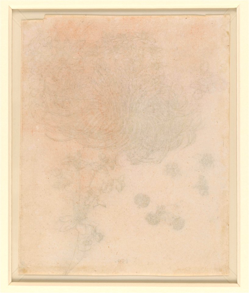 Leonardo da Vinci - RCIN 912424, v, A star-of-Bethlehem and other plants c.1506-12