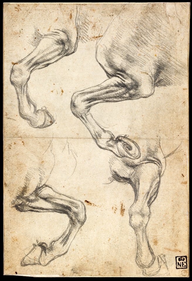 Leonardo da Vinci - Studies of Horse's Leg - Google Art Project
