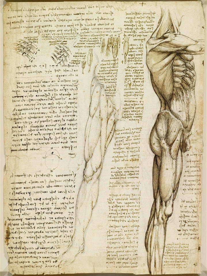 Leonardo da Vinci - RCIN 919014, Verso The muscles of the trunk and leg c.1510-11