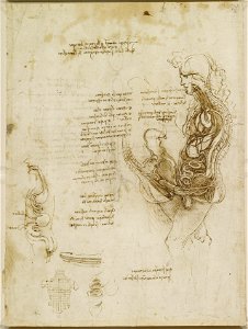 Leonardo da Vinci - RCIN 919097, Recto The viscera of a horse
