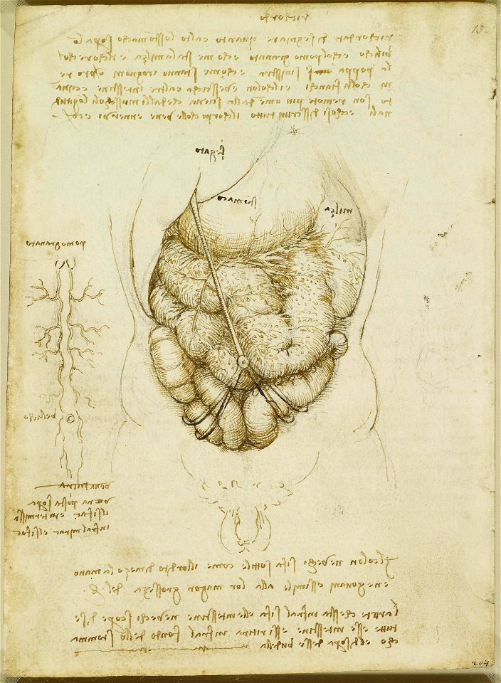 Leonardo da Vinci - RCIN 919039, Verso The abdomen c.1508