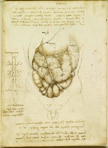 Leonardo da Vinci - RCIN 919039, Verso The abdomen c.1508