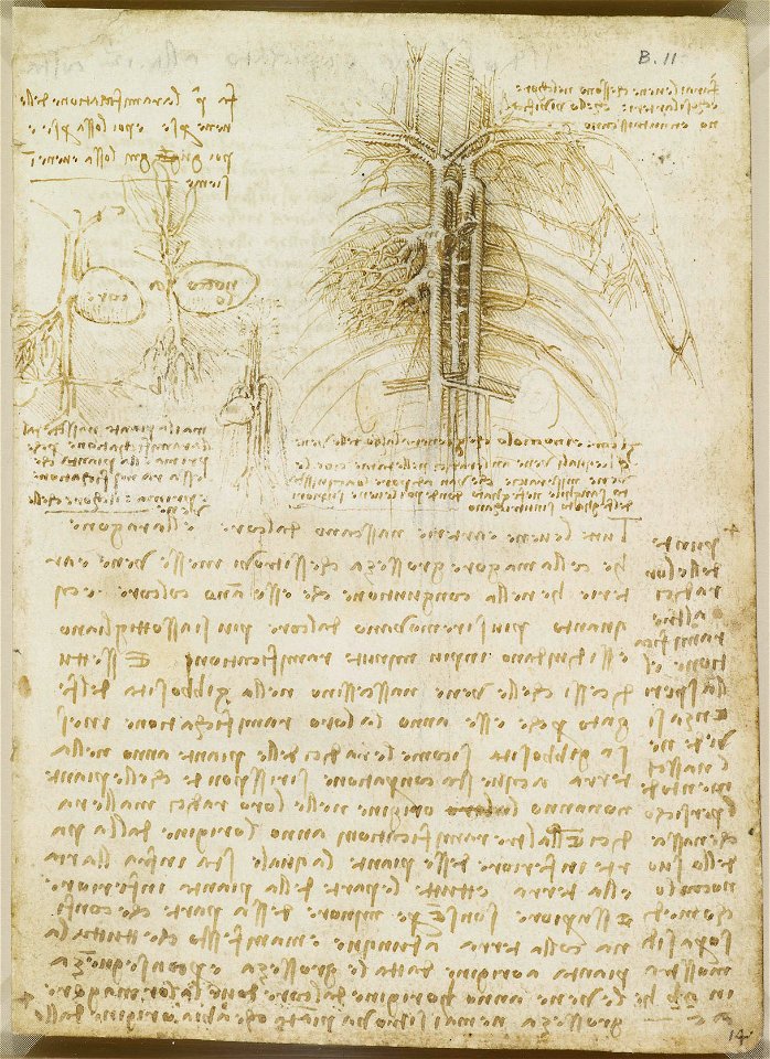 Leonardo da Vinci - RCIN 919028, Recto The heart compared to a seed