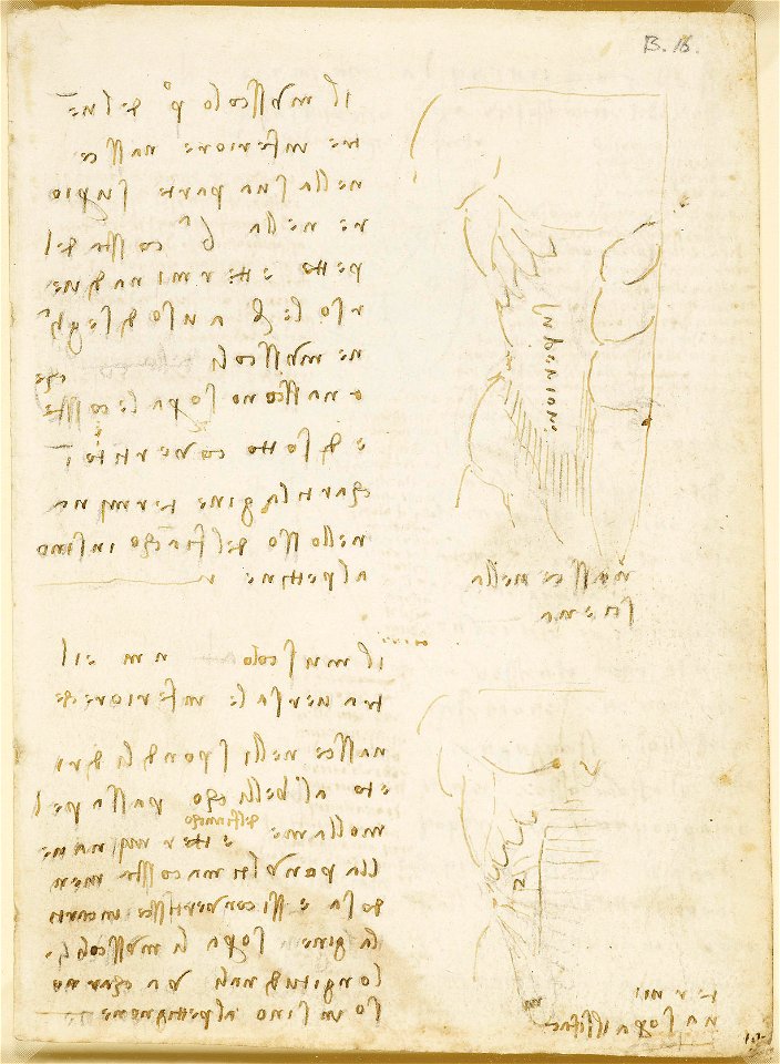 Leonardo da Vinci - RCIN 919033, Recto The male torso showing the ...