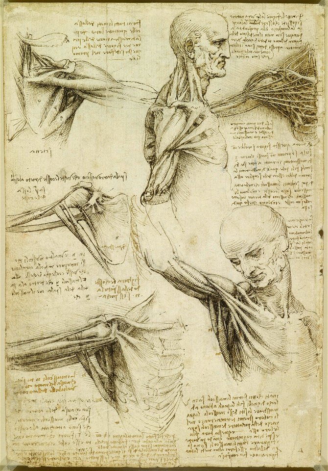 Leonardo da Vinci - RCIN 919003, Verso The muscles of the shoulder c.1510-11