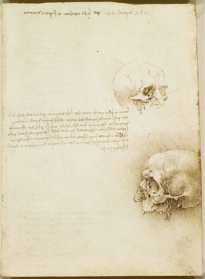 Leonardo da Vinci - RCIN 919059, Recto The cranium