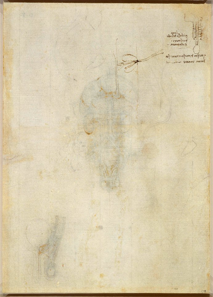 Leonardo da Vinci - RCIN 919099, Verso A sketch of the cervical spine, oesophagus and trachea, with notes c. 1508-10
