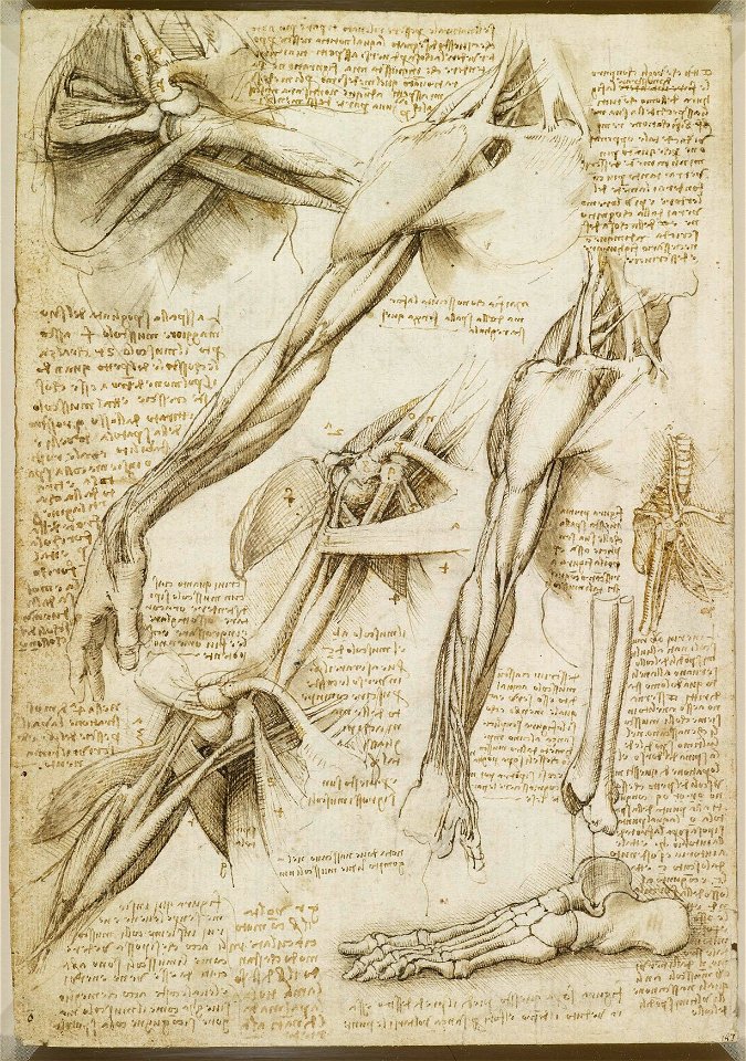 Leonardo da Vinci - RCIN 919013, Recto The muscles of the shoulder and arm