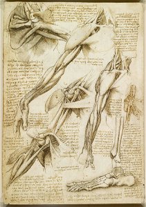 Leonardo da Vinci - RCIN 919013, Recto The muscles of the shoulder and arm