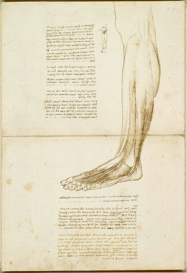 Leonardo da Vinci - RCIN 919016, The tendons of the lower leg and foot c.1510-11