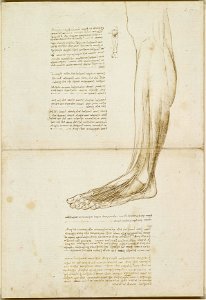 Leonardo da Vinci - RCIN 919016, The tendons of the lower leg and foot c.1510-11