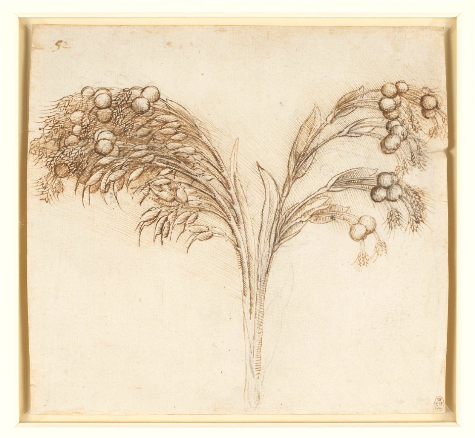 Leonardo da Vinci - RCIN 912429, A stem of Job's-tears c.1510-15